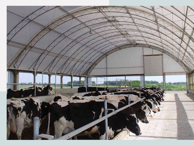 Тентовые коровники в Павловском Посаде